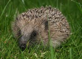 photo of a hedgehog on grass
